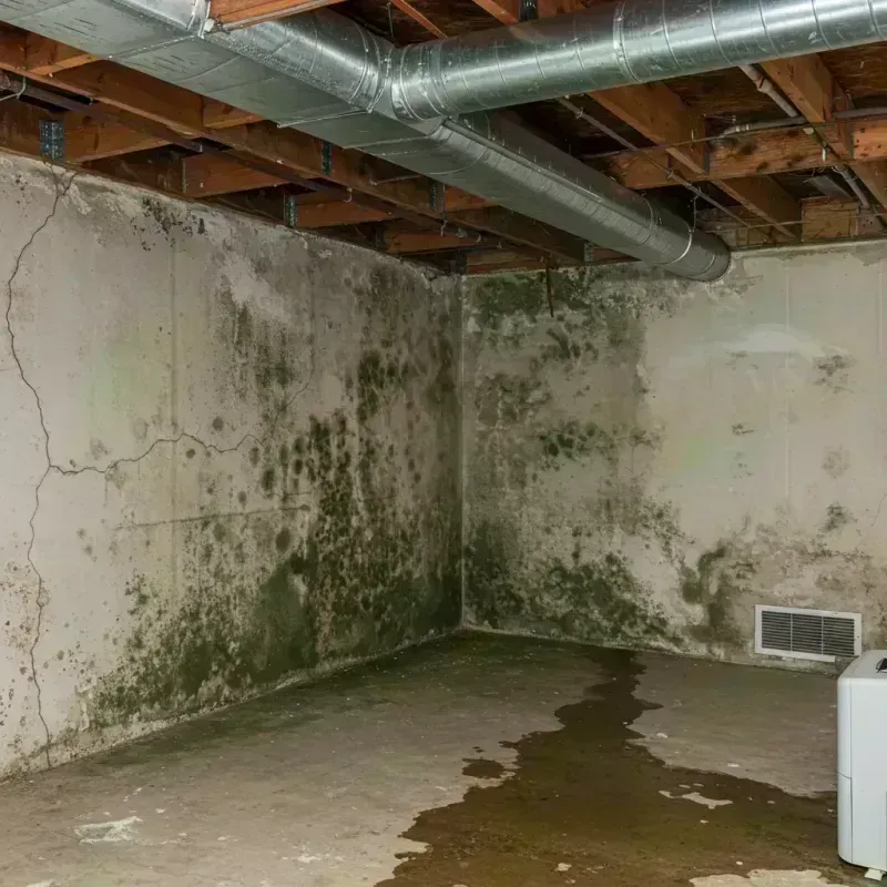 Professional Mold Removal in New Athens, IL